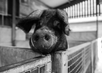 Хозяину самарского свинокомплекса-банкрота не удалось спрятать 200 земельных участков  