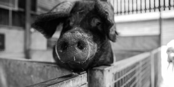 Хозяину самарского свинокомплекса-банкрота не удалось спрятать 200 земельных участков  