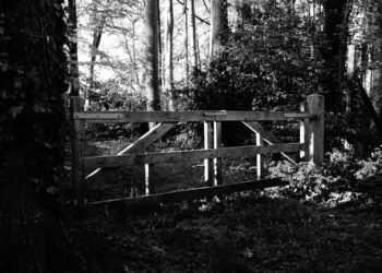 «СтройАльянс» обязали снести забор в самарской дубраве