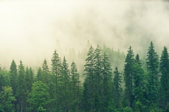 Фото: Johannes Plenio: Pexels