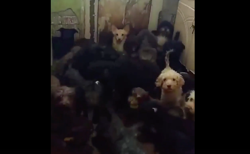 120 собак обнаружили в квартире жительницы Тольятти: волонтеры просят помощи