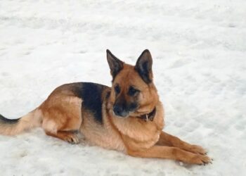 В Самарском УФСИН проводили на пенсию служебных собак