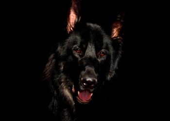 Самарские муниципалитеты лоббируют возвращение практики истребления бродячих собак