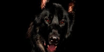 Самарские муниципалитеты лоббируют возвращение практики истребления бродячих собак