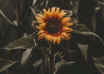 Группа Мошковича «Русагро» избежала многомиллионных претензий самарской СИНКО