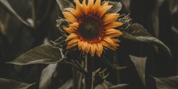 Группа Мошковича «Русагро» избежала многомиллионных претензий самарской СИНКО