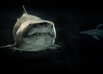 На египетском курорте Хургада акула убила еще одну женщину