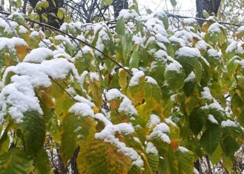 В Самаре сегодня, 28 октября, выпал первый снег