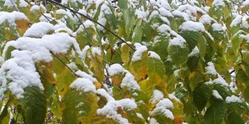 В Самаре сегодня, 28 октября, выпал первый снег