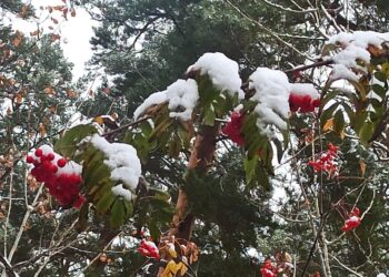 В Самаре сегодня, 28 октября, выпал первый снег