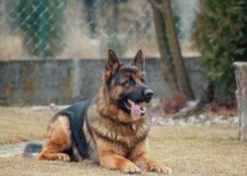 В Самарской области 9 служебных псов УФСИН переехали в новый дом 