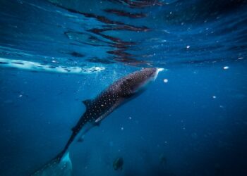 Вестники апокалипсиса: в Мексике появились рыбы, считающиеся знаками катастроф
