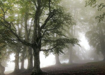 В Самаре на 45 га  увеличили площадь природного памятника  «Древостой дуба естественного происхождения» 