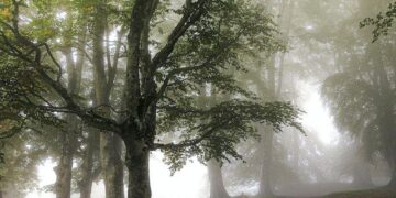 В Самаре на 45 га  увеличили площадь природного памятника  «Древостой дуба естественного происхождения» 