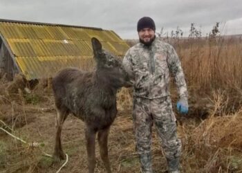 Самарские охотоведы спасли провалившегося в погреб лосенка и вернули его маме-лосихе   