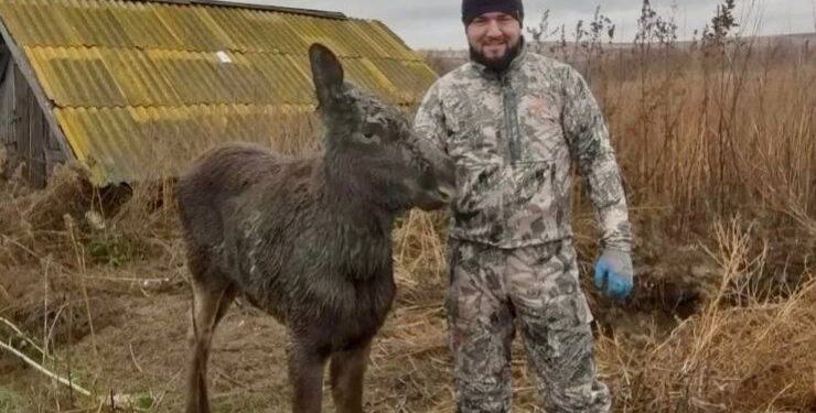 Охотоведу хозяйства «Смагинское» Григорию Волкову вынесена благодарность за спасение лосенка. Фото: t.me depohota63/379