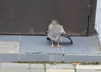В Самаре в центре города нашли ястреба-перепелятника со сломанным крылом