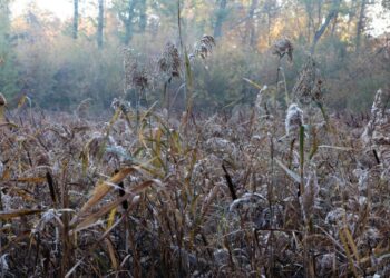 Самарский ботанический сад закроется на зиму с 1 декабря 