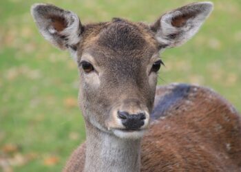 В Самарской области браконьер-пенсионер убил трех косуль