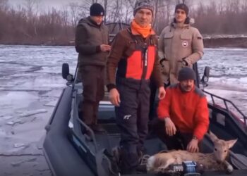 Новокуйбышевцы спасли тонувшую в ледяной Кривуше косулю