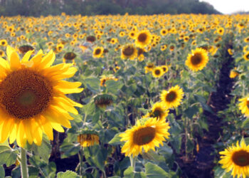 Региональные аграрии оказались заложниками высокого урожая