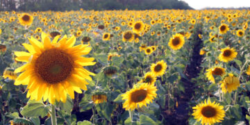 Региональные аграрии оказались заложниками высокого урожая