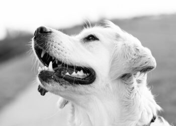 В Жигулевске детям заплатят 140 тысяч рублей за собачьи укусы