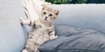 В Самаре кошатников оказалось больше, чем собачников