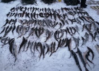 В Самарской области браконьеры выловили 250 ценных рыб, включая стерлядь