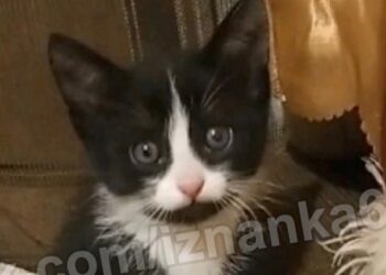 Жители Отрадного отобрали у живодера котят и «всем миром» заявили на него в полицию 