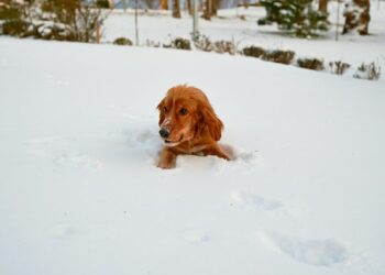 До 27 января в Самарскую область придут ночные морозы до -25 градусов