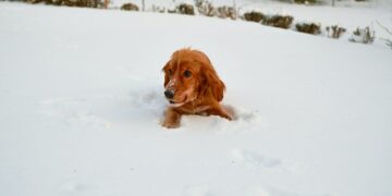 До 27 января в Самарскую область придут ночные морозы до -25 градусов