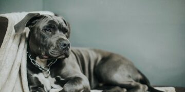 В Самаре одобрили размещение новой ветеринарной клиники 