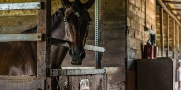 Полцарства за коня: кому совладелец полумиллиардного нефтесервисного бизнеса продает лошадей по 3 млн рублей