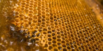 Бизнесмен из Самары заплатил более 110 тыс. рублей за несуществующий пчелиный воск