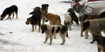 Сызранские депутаты пополнили ряды безнадежно просящих решить проблему бездомных животных