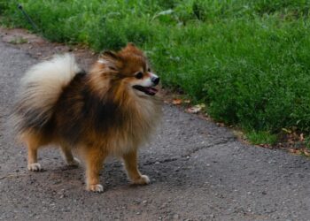 В России запрет на торговлю животными в «плохих» условиях вступает в силу с 1 марта 2023 года