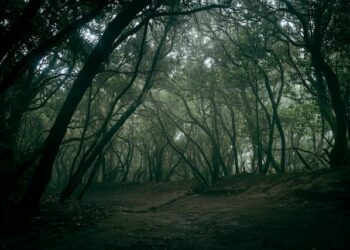 В Самарской области осудили группу лесников-коррупционеров