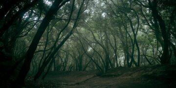 В Самарской области осудили группу лесников-коррупционеров