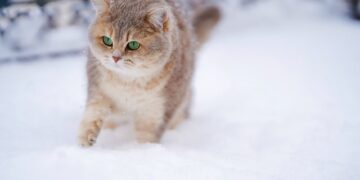 Самарскую область 3 февраля ждут сильные снегопады