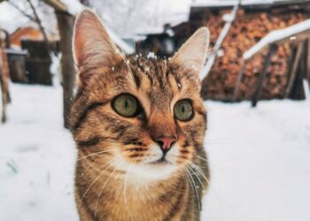 Зима не сдается: 18 февраля в Самаре похолодает до -16 градусов