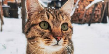 Зима не сдается: 18 февраля в Самаре похолодает до -16 градусов