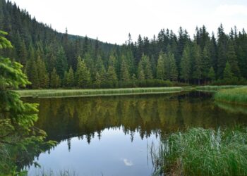 Леса Самары очистят от мусора за 13 млн рублей