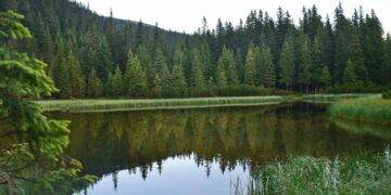 Леса Самары очистят от мусора за 13 млн рублей