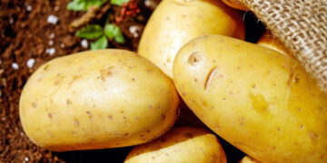 Самарским аграриям помогут нарастить производство картофеля бюджетными субсидиями