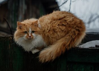 В Самаре в пожаре на улице Аэродромной спасены мужчина и его коты