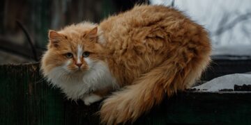 В Самаре в пожаре на улице Аэродромной спасены мужчина и его коты