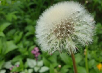 В ближайшие дни в Самарскую область придет настоящая весна