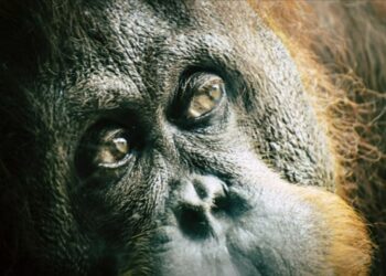 Новое исследование показало, что люди могут понимать язык жестов обезьян