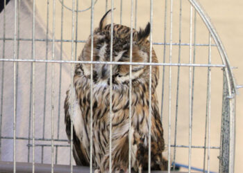 Единственная в Самарской области организация по содержанию хищных птиц сбежала от проверяющих